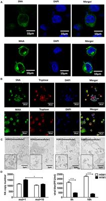 Defective Viral Particles Produced in Mast Cells Can Effectively Fight Against Lethal Influenza A Virus